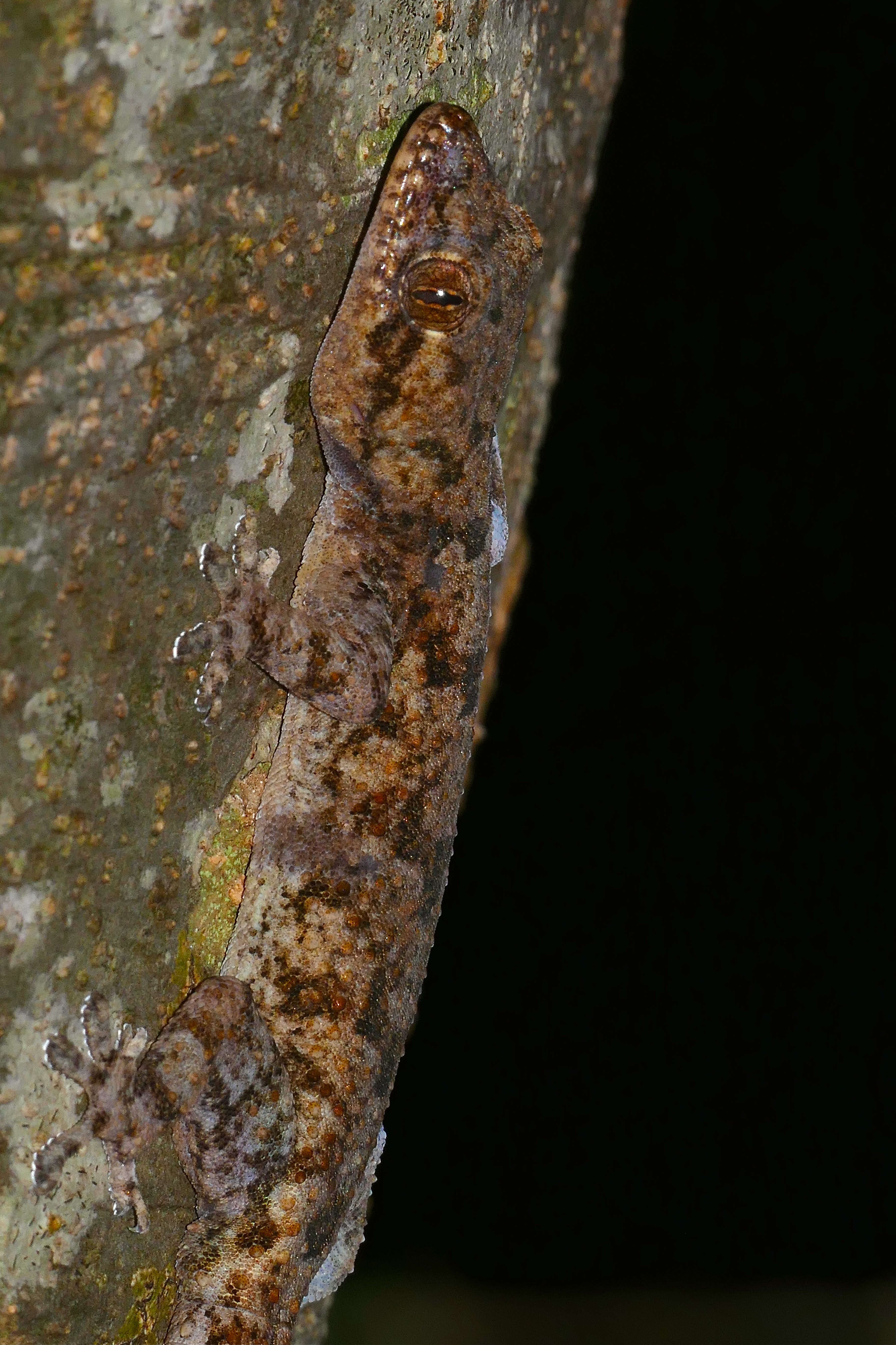 Image of Elba Gecko