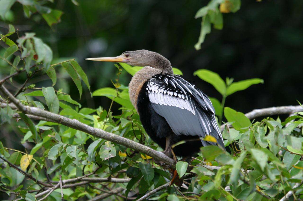 Image de Anhinga d'Amérique