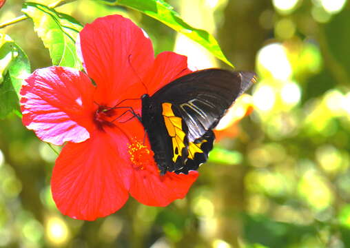 Image of van de Poll’s Birdwing