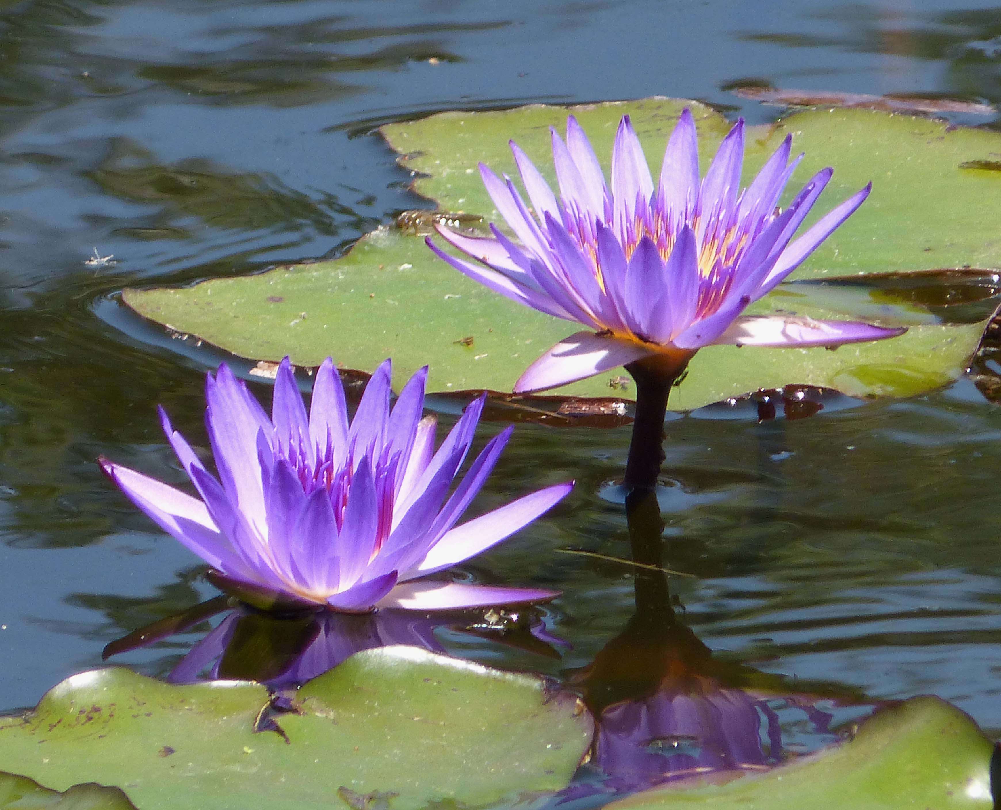 Image de Nymphaea violacea Lehm.