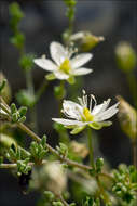 Sagina nodosa (L.) Fenzl的圖片