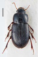 Image of Harpalus