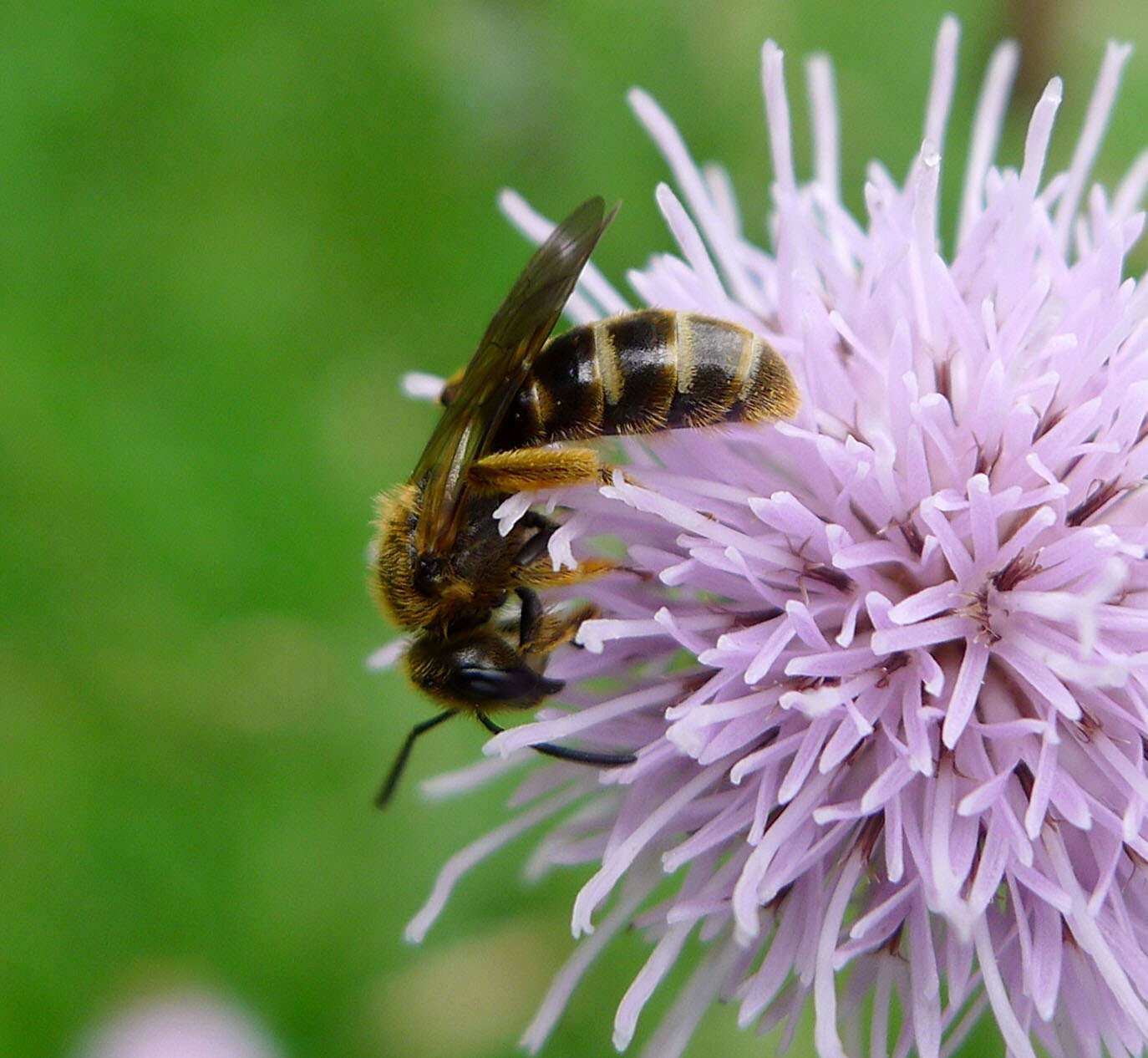 Plancia ëd Lasioglossum calceatum (Scopoli 1763)