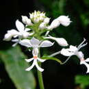 Image of Calanthe veratrifolia