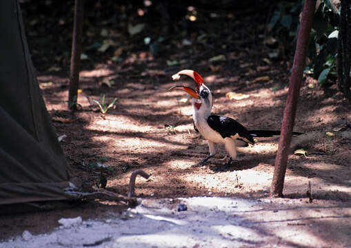 Image of Von der Decken's Hornbill