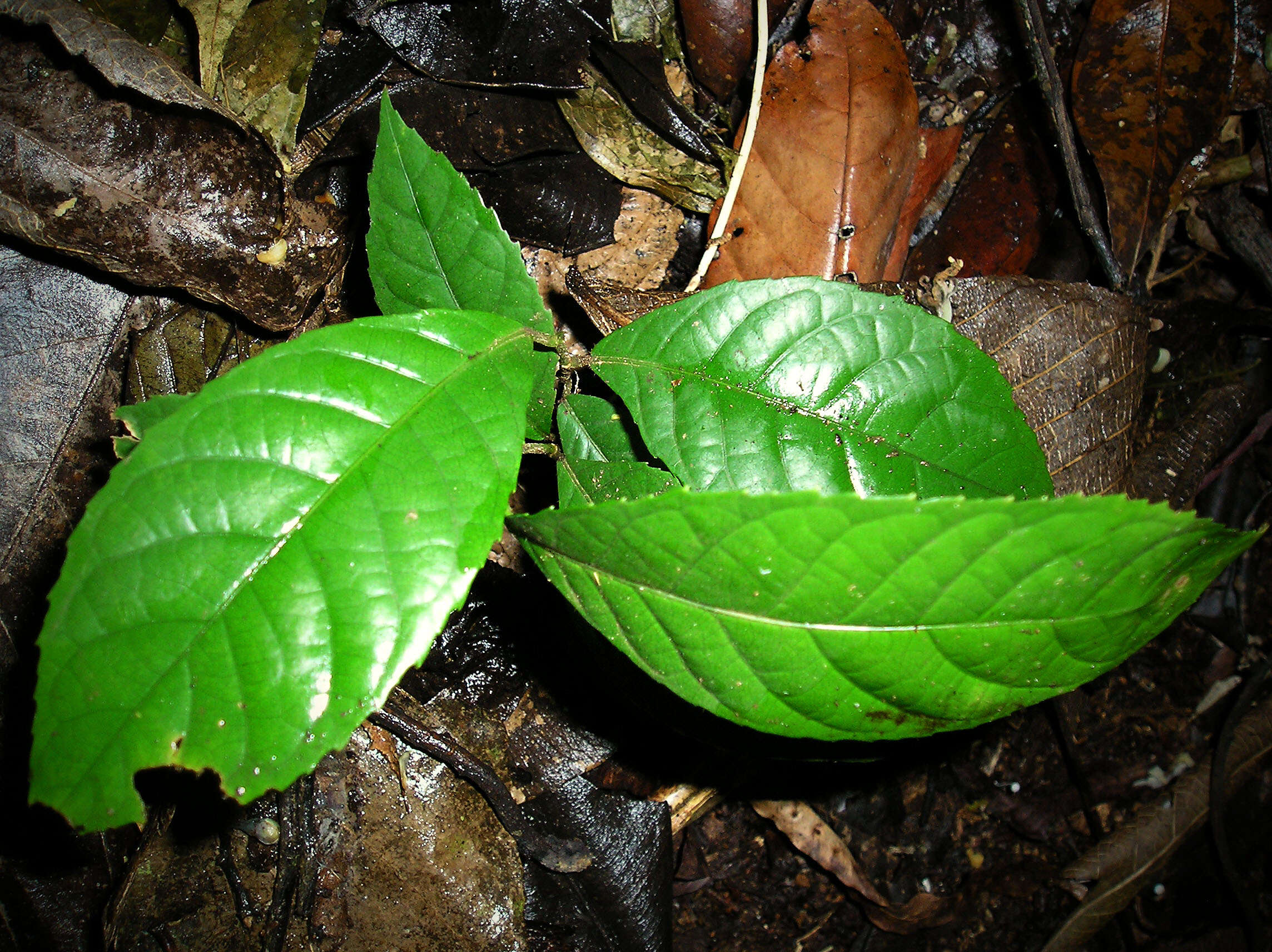 Image of Rinorea ilicifolia (Welw. ex Oliv.) Kuntze