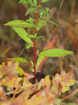 Image of Symphyotrichum salignum (Willd.) G. L. Nesom