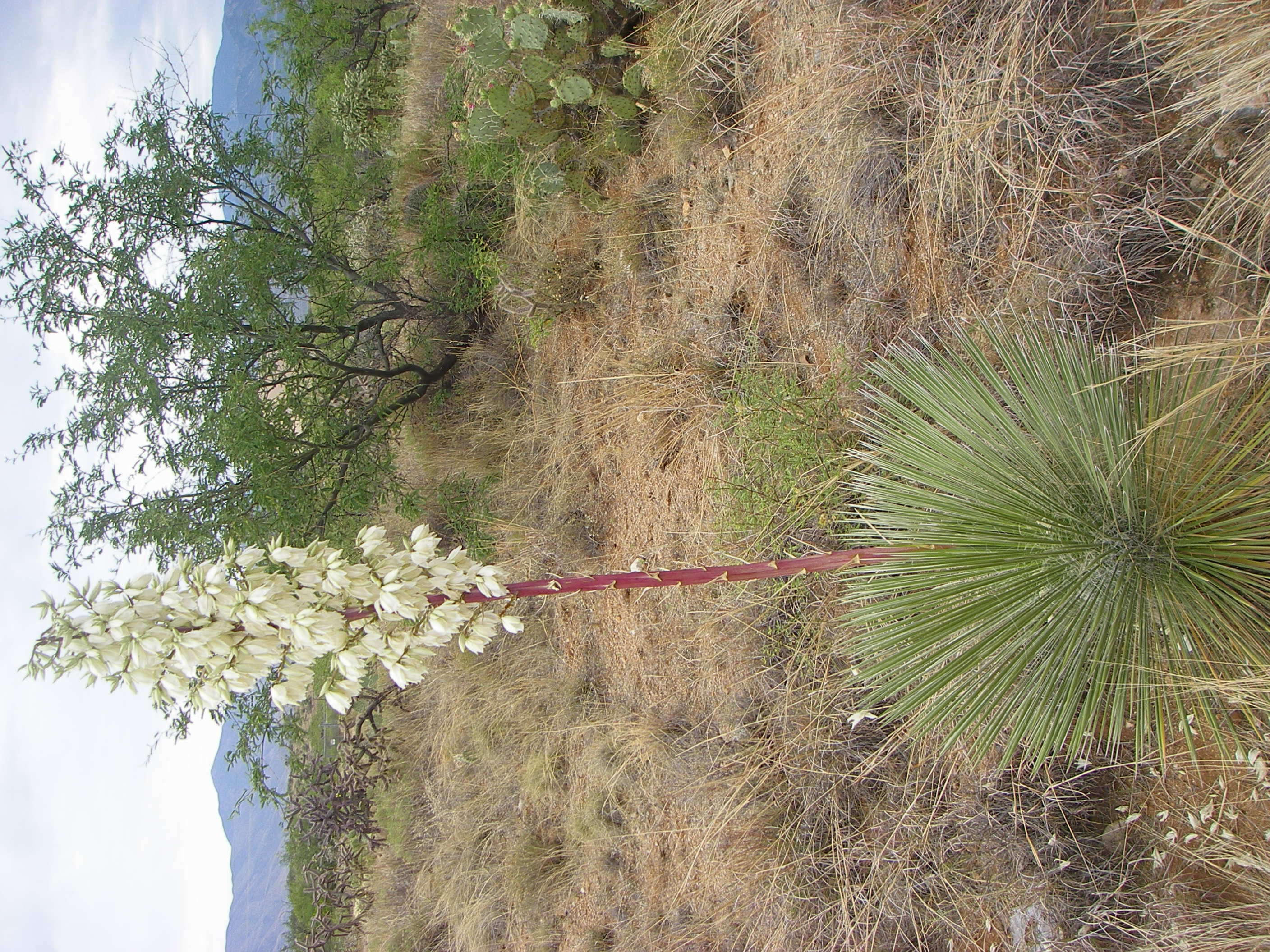 Image of yucca