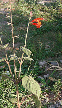 Image of Salvia oppositiflora Ruiz & Pav.