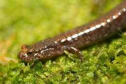 Image of dusky salamanders