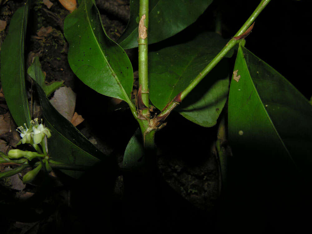 Image of Erythroxylum macrophyllum Cav.