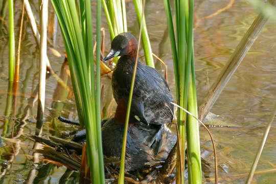 Image of Little Grebe