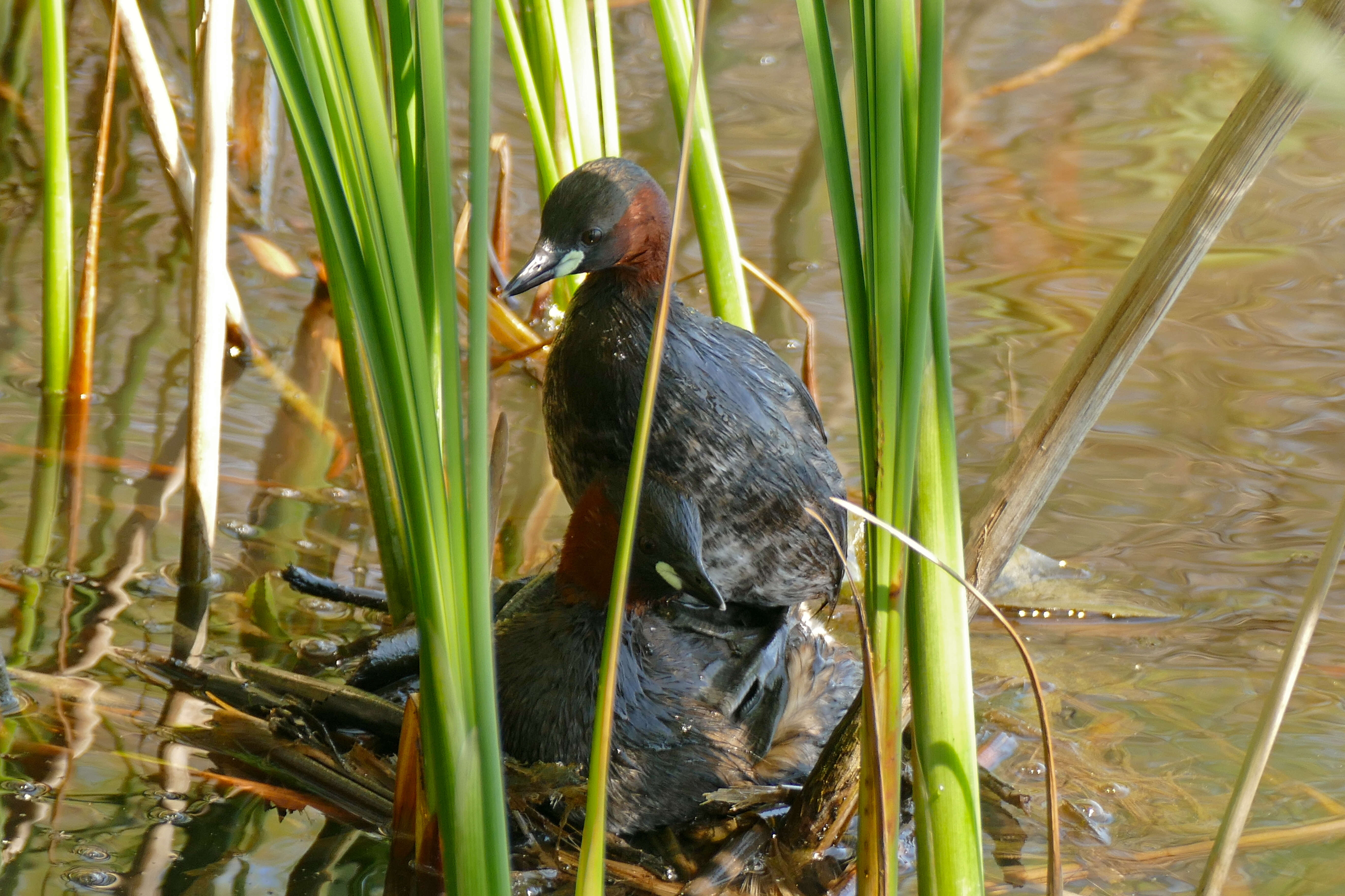 Image of Little Grebe