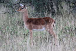 Image of Aepycerotinae Gray 1872