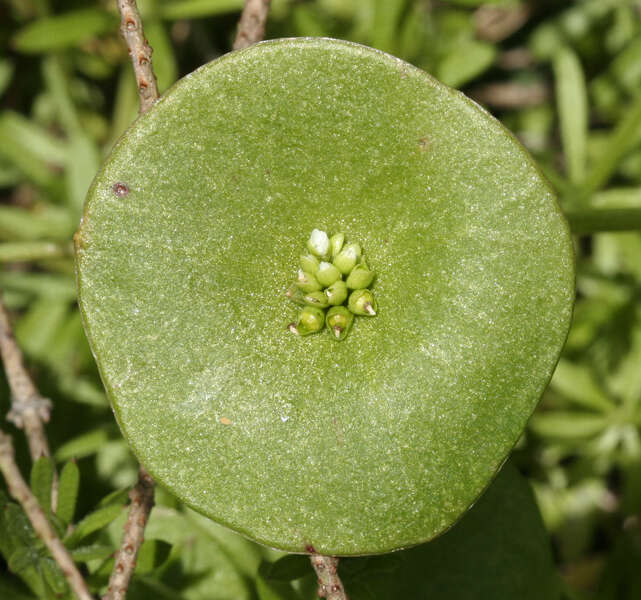 Image de claytonie perfoliée