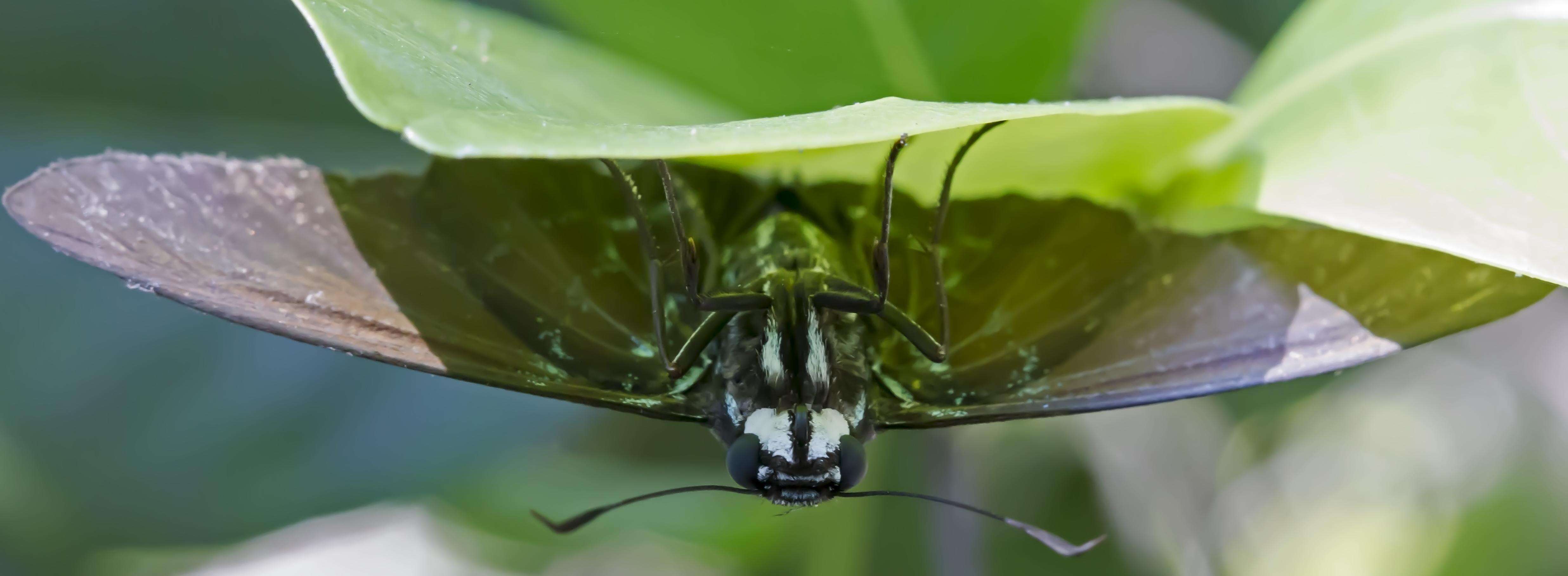 Image of Phocides