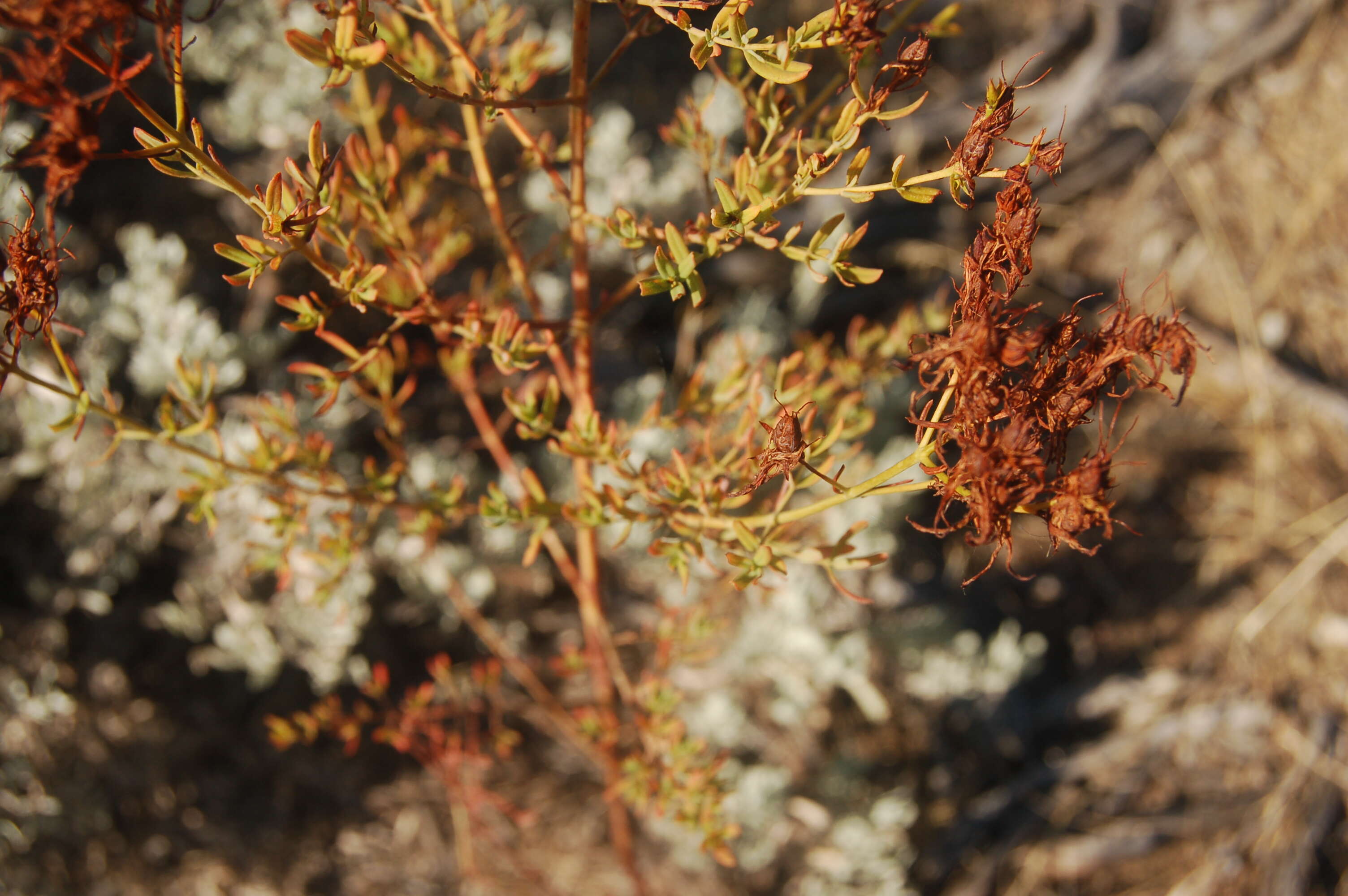 Image of St John's wort