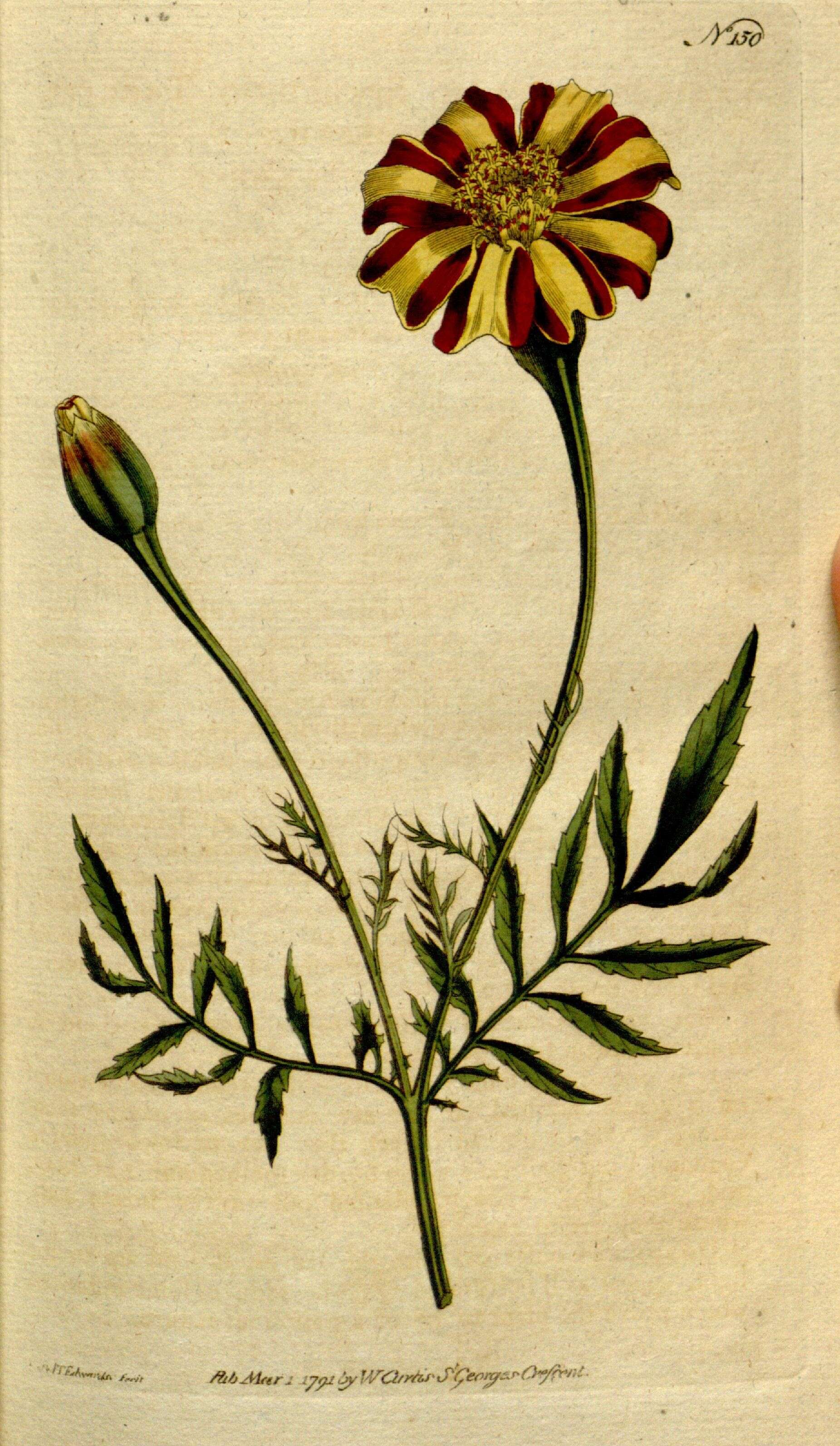 Image of Zinnia peruviana