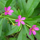Image of flameflower