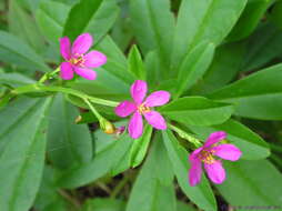 Image of Talinaceae