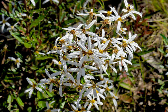 Image of Moth Daisy-bush