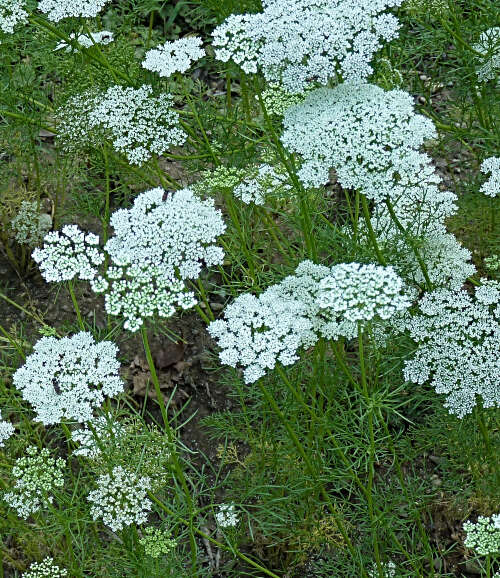 Imagem de Ammi majus L.