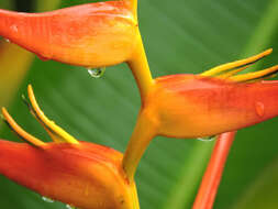 Plancia ëd Heliconia latispatha Benth.