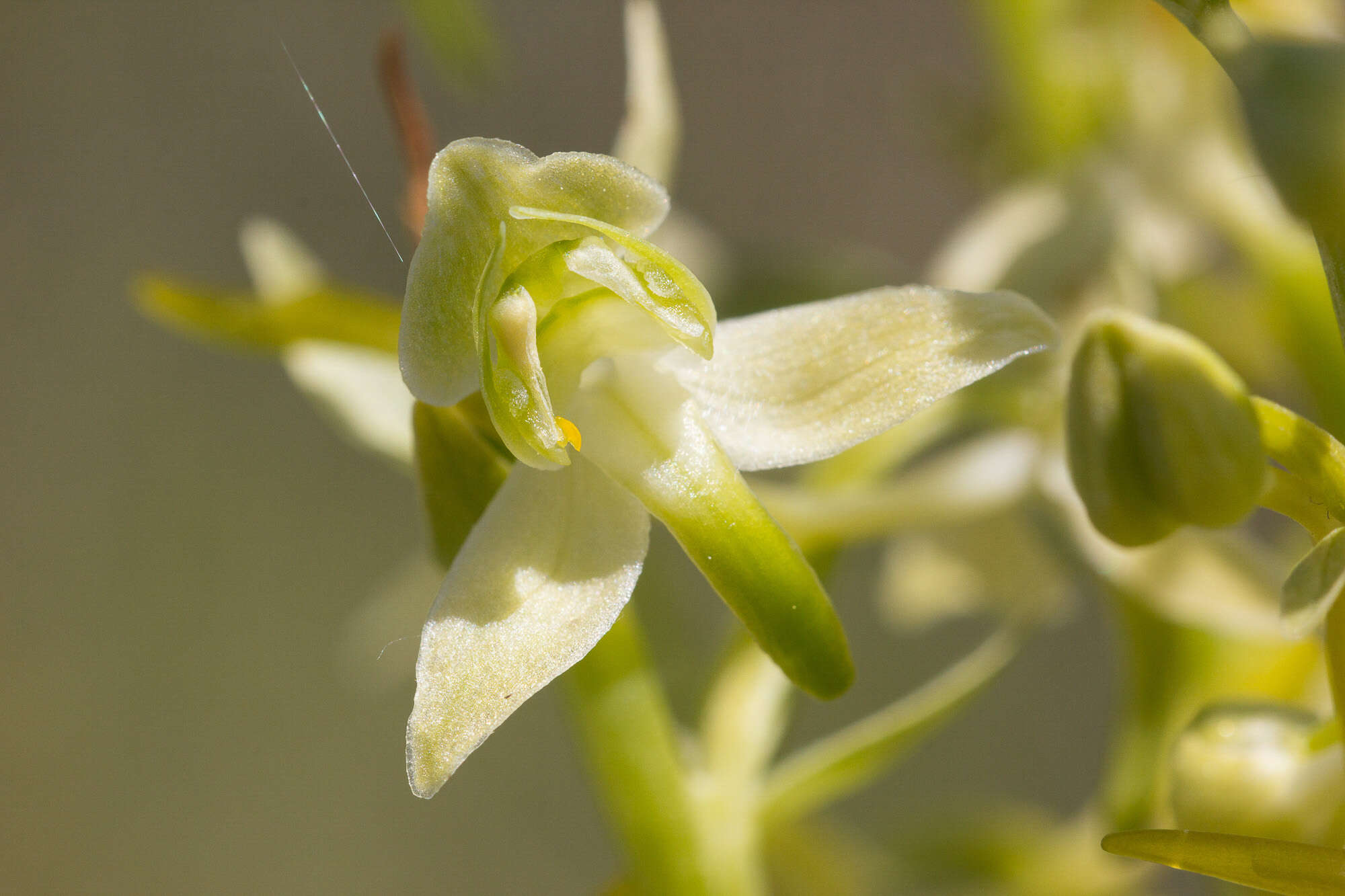 Image of Fringed orchids