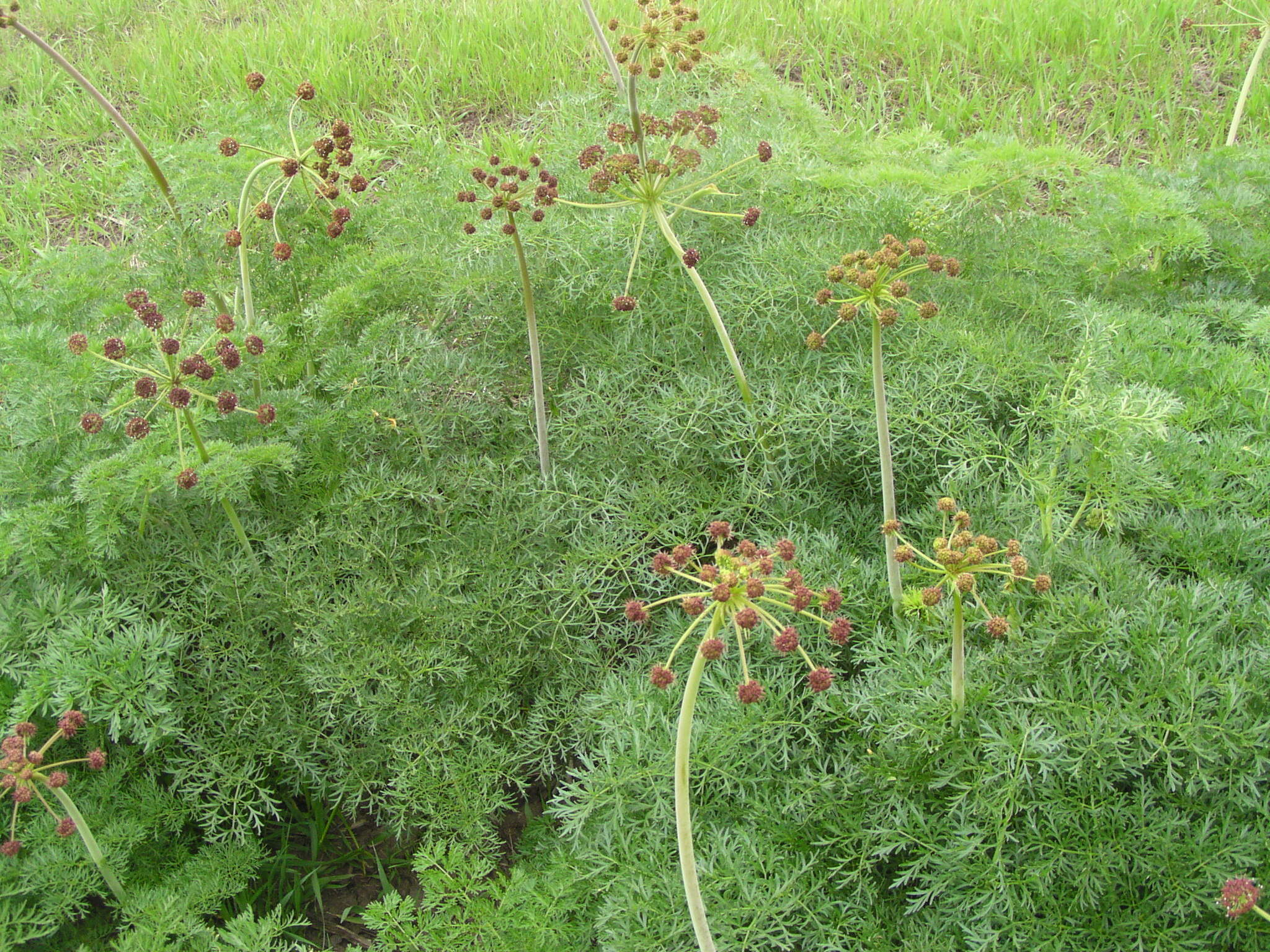 Lomatium multifidum (Nutt.) R. P. Mc Neill & Darrach resmi