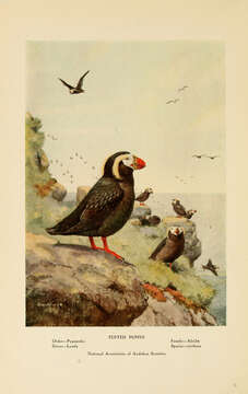 Image of Tufted Puffin