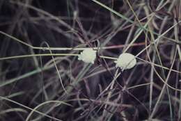 Image of Lomandra leucocephala (R. Br.) Ewart