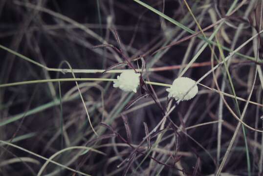 Image de Lomandra leucocephala subsp. leucocephala