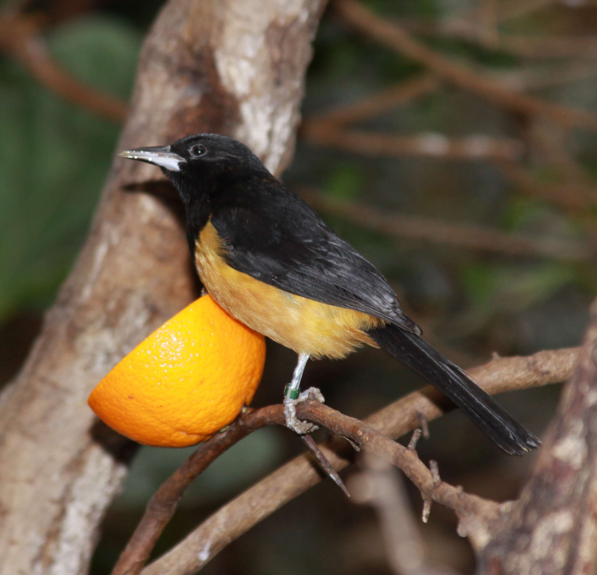 Image of Montserrat Oriole