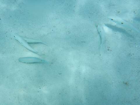 Image of Yellowstripe goatfish