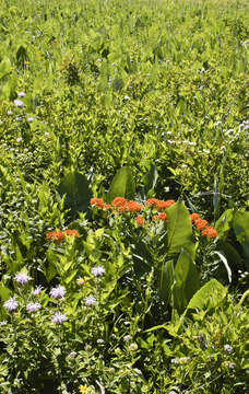 Image of milkweed