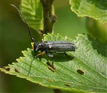 Слика од Phytoecia cylindrica (Linné 1758)