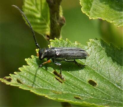 Image of Umbellifer Longhorn