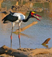 Image of Saddle-billed Stork