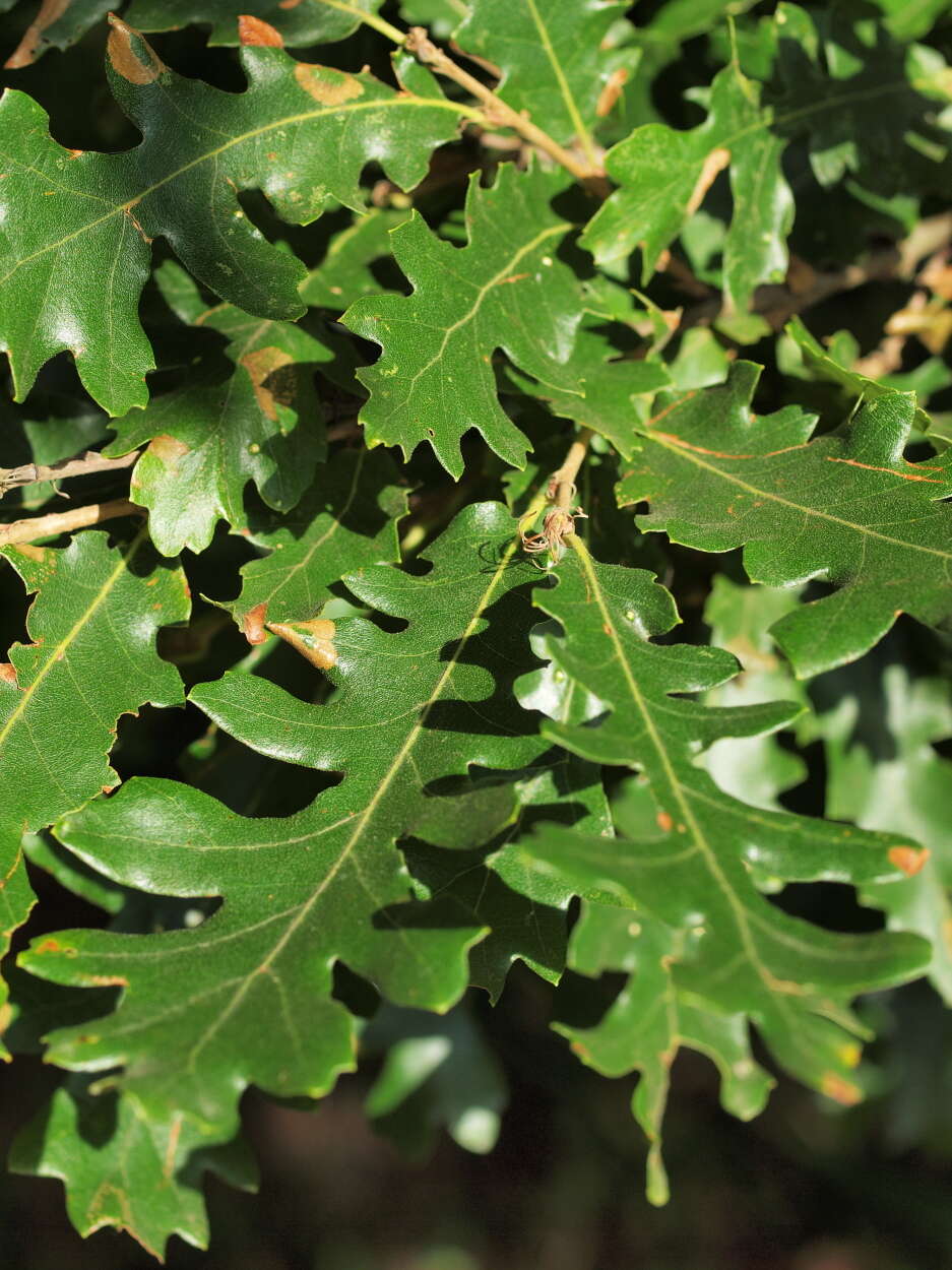 Image of European turkey oak