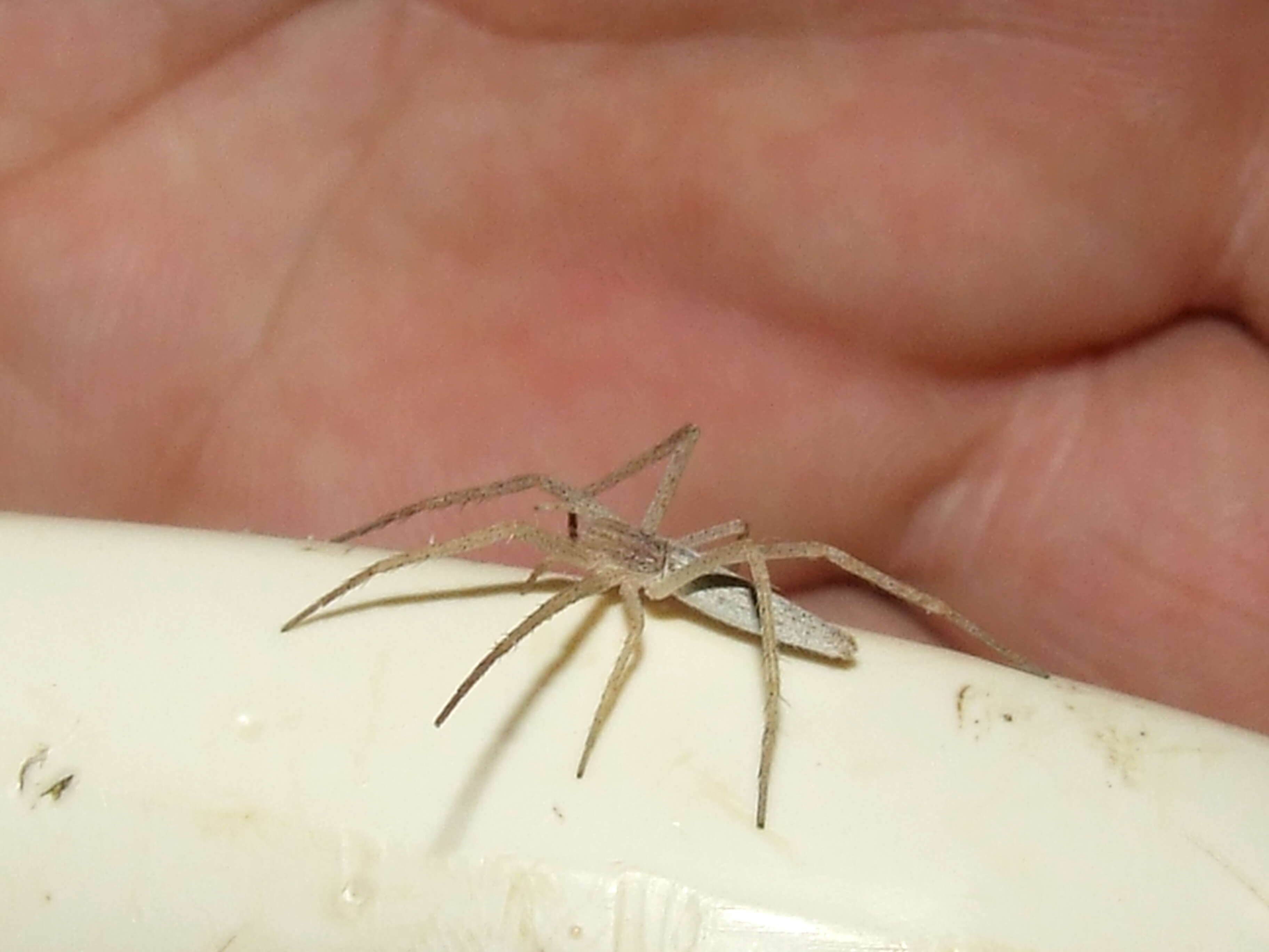 Image of long-legged sac spiders