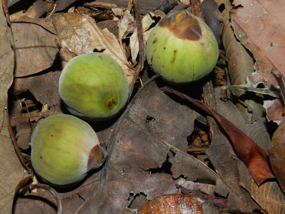 Imagem de Ficus nymphaeifolia Mill.