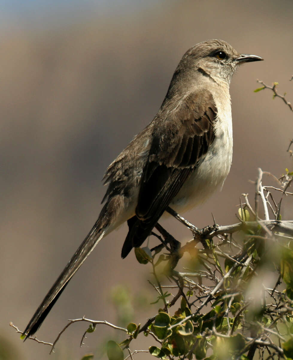 Image of Northern Mockingbird