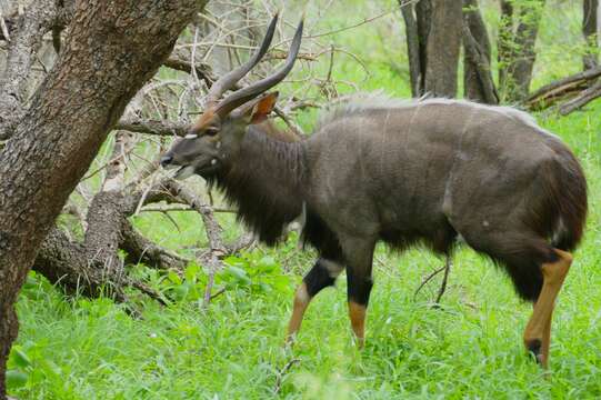 Image of Spiral-horned Antelope