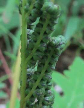 Image of sensitive fern