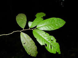 Image de Aspidosperma myristicifolium (Markgr.) Woodson