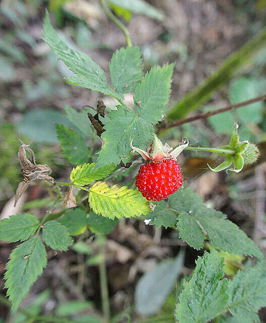 Image of West Indian raspberry