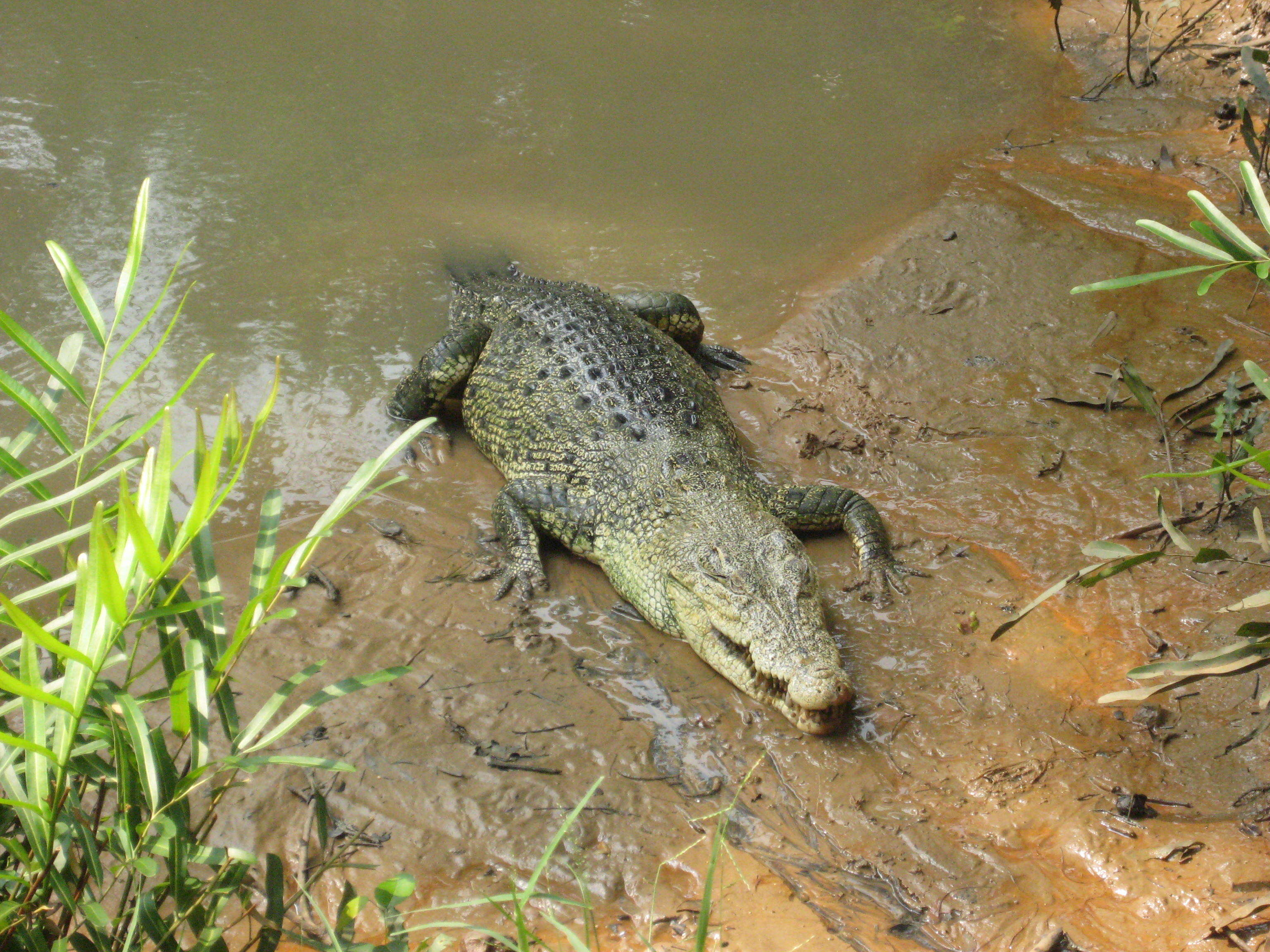 Image of crocodiles