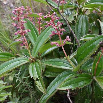 Image of Miconia ciliata (L. Rich.) DC.