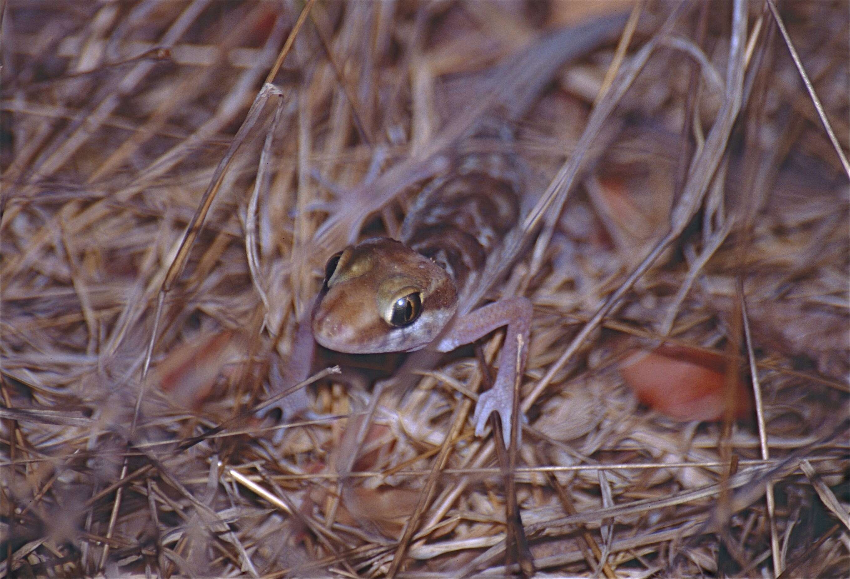 Image of Madagascar ground gecko