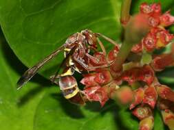 Image of Polistes stigma (Fabricius 1793)